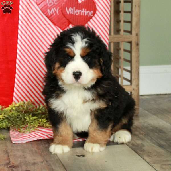 Finn, Bernedoodle Puppy