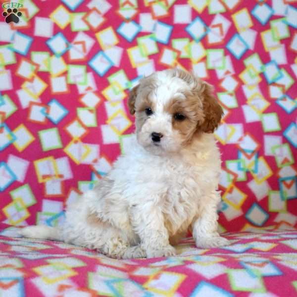 Finn, Mini Goldendoodle Puppy