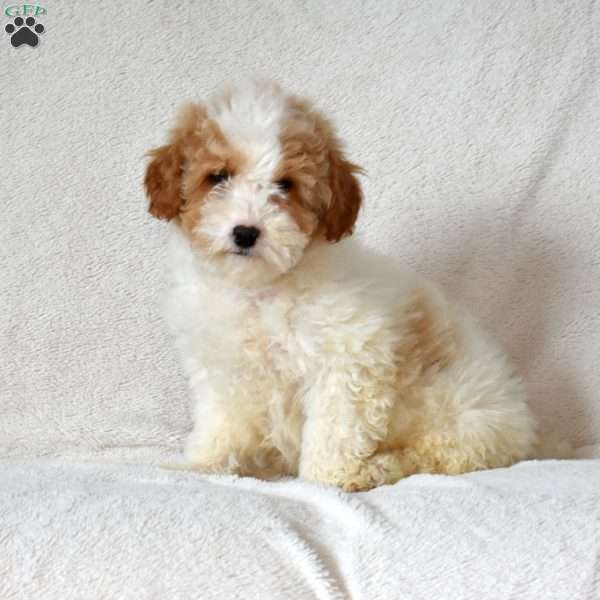 Finn, Mini Goldendoodle Puppy