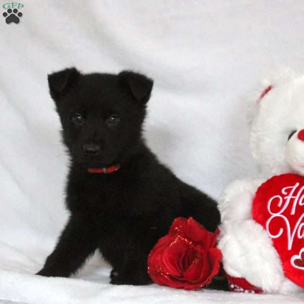 Finn, German Shepherd Puppy