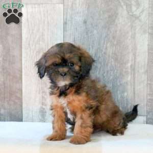 Finn, Shih-Poo Puppy