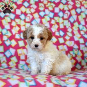Finn, Mini Goldendoodle Puppy