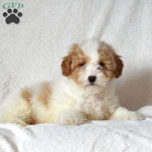 Finn, Mini Goldendoodle Puppy