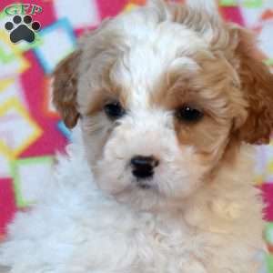 Finn, Mini Goldendoodle Puppy