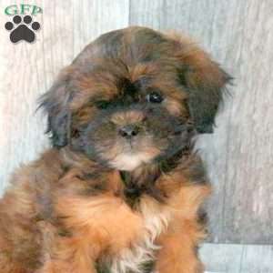 Finn, Shih-Poo Puppy