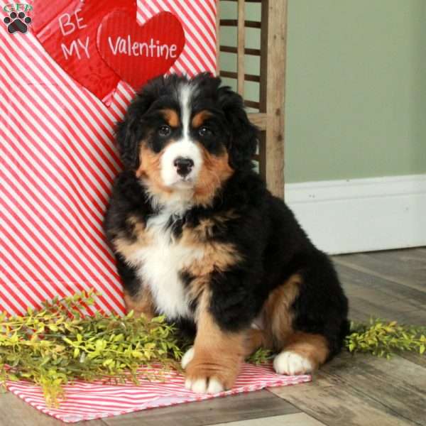 Fiona, Bernedoodle Puppy