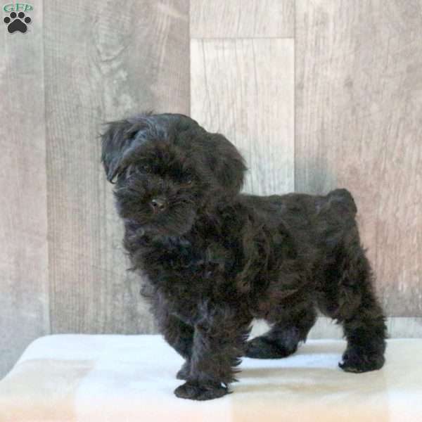 Fiona, Shih-Poo Puppy