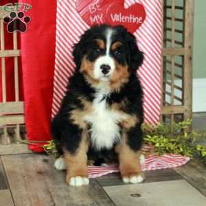 Fiona, Bernedoodle Puppy
