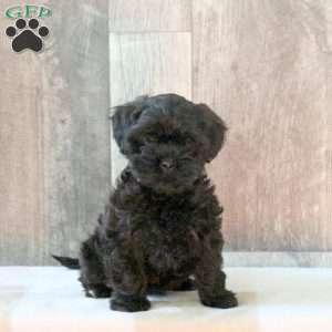 Fiona, Shih-Poo Puppy