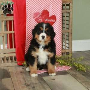 Fiona, Bernedoodle Puppy