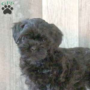 Fiona, Shih-Poo Puppy