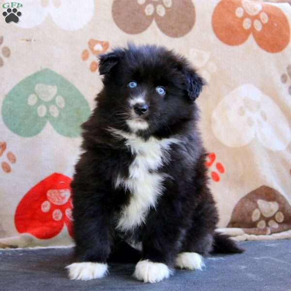 Flash, Pomsky Puppy