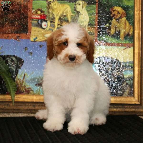 Flash, Miniature Poodle Puppy