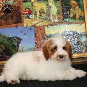 Flash, Miniature Poodle Puppy