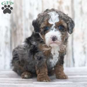 Fletcher, Mini Bernedoodle Puppy