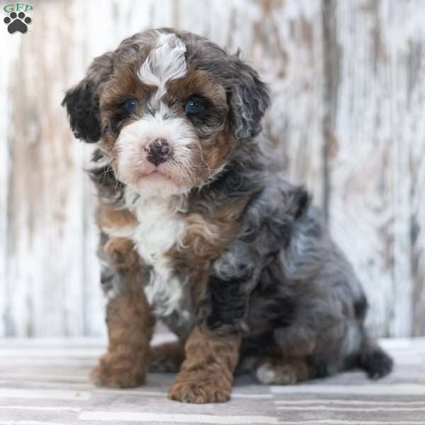 Fletcher, Mini Bernedoodle Puppy