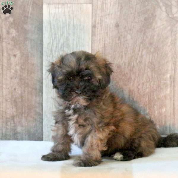 Fletcher, Shih-Poo Puppy