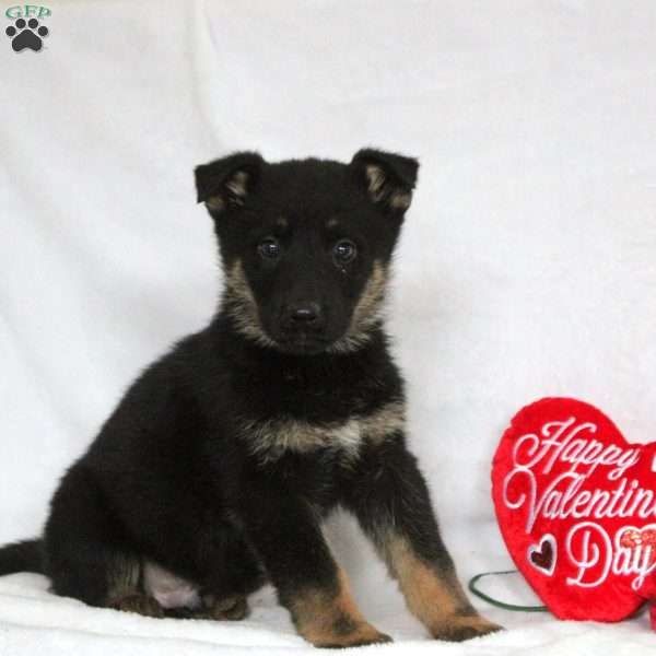 Fletcher, German Shepherd Puppy