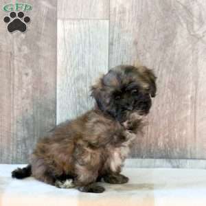 Fletcher, Shih-Poo Puppy