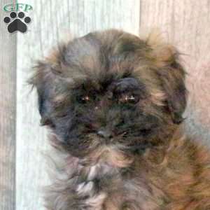 Fletcher, Shih-Poo Puppy