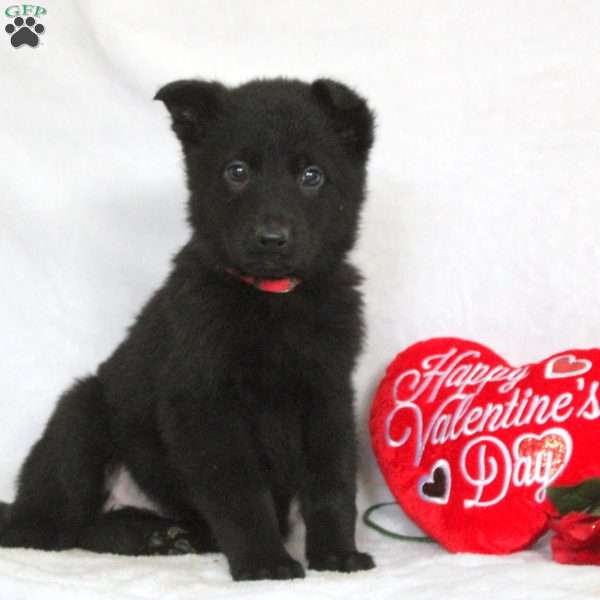 Flora, German Shepherd Puppy