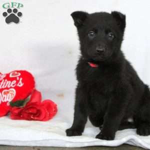 Flora, German Shepherd Puppy