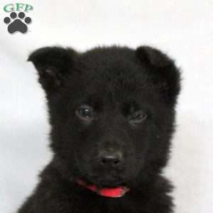 Flora, German Shepherd Puppy