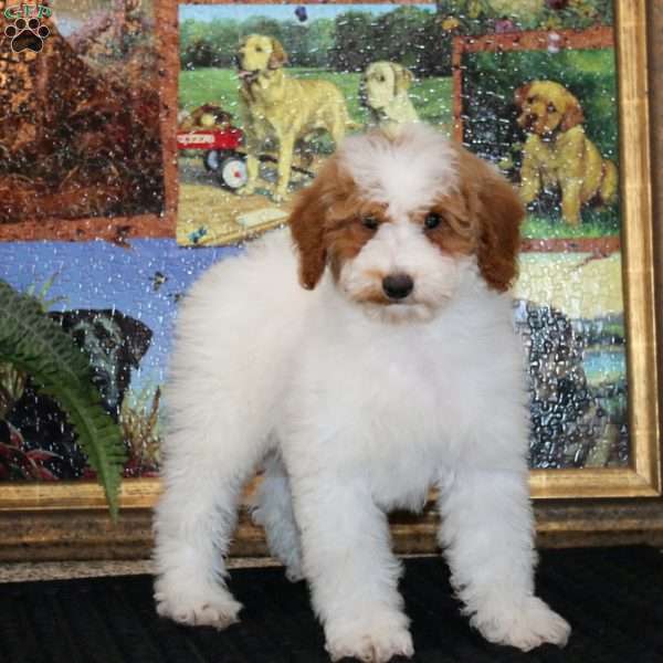 Flora, Miniature Poodle Puppy