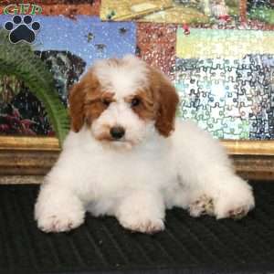 Flora, Miniature Poodle Puppy