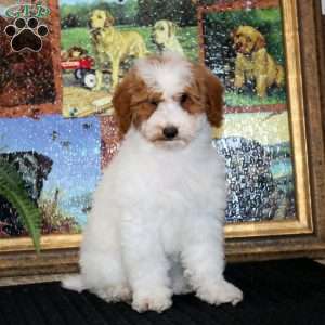 Flora, Miniature Poodle Puppy