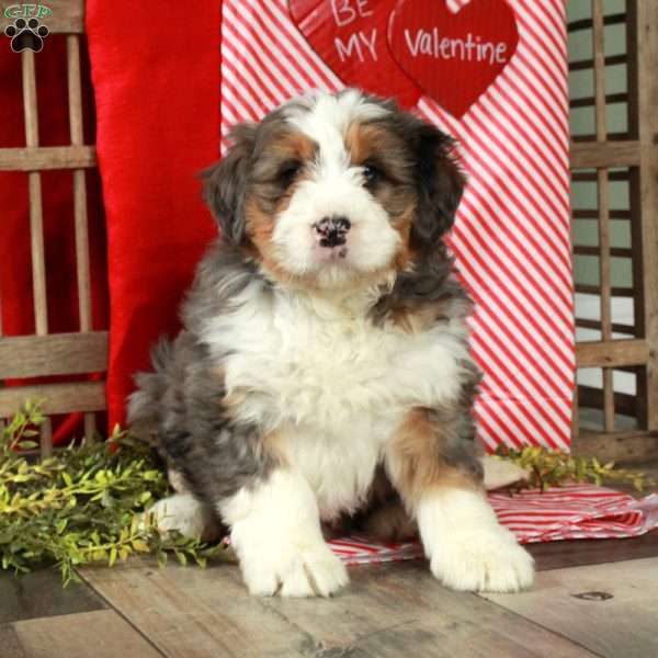 Florence, Bernedoodle Puppy