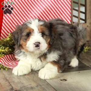 Florence, Bernedoodle Puppy