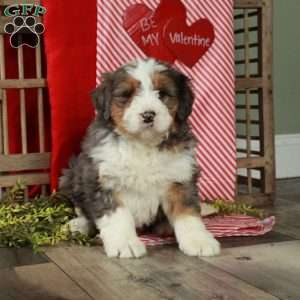 Florence, Bernedoodle Puppy