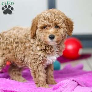 Florenzo, Mini Goldendoodle Puppy