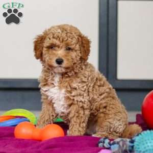 Florenzo, Mini Goldendoodle Puppy