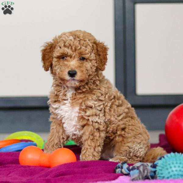 Florenzo, Mini Goldendoodle Puppy