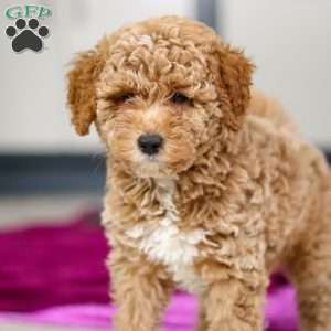Florenzo, Mini Goldendoodle Puppy