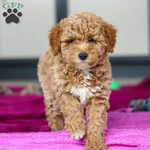 Florenzo, Mini Goldendoodle Puppy