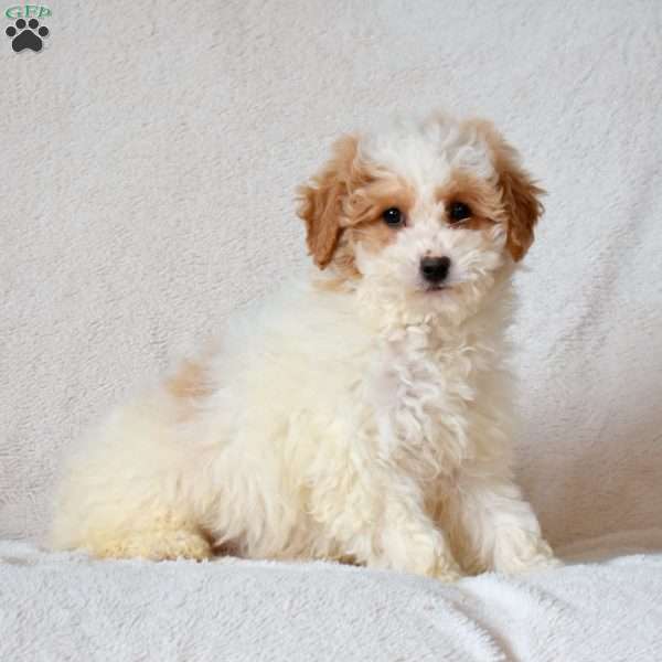Flurry, Mini Goldendoodle Puppy