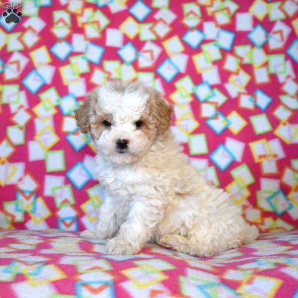 Flurry, Mini Goldendoodle Puppy
