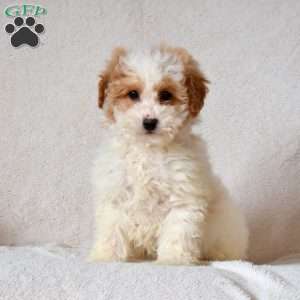 Flurry, Mini Goldendoodle Puppy