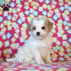 Flurry, Mini Goldendoodle Puppy