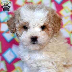 Flurry, Mini Goldendoodle Puppy