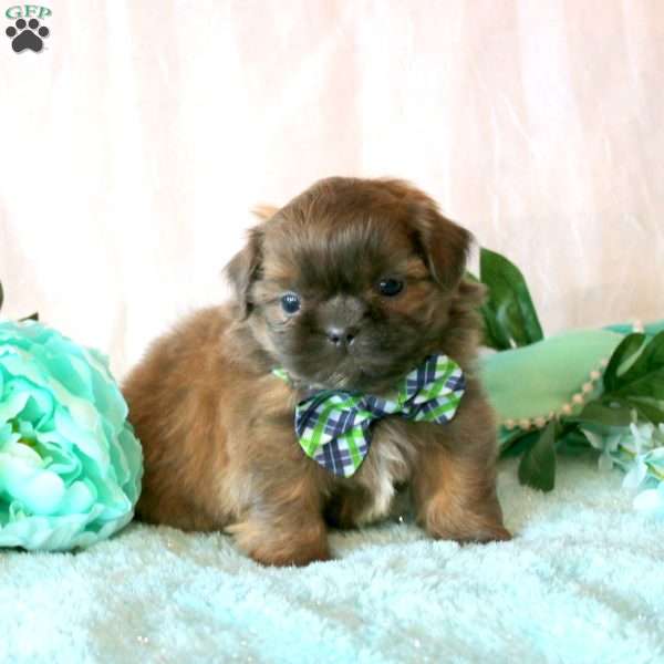 Flynn, Shih Tzu Puppy