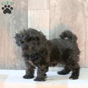 Folly, Shih-Poo Puppy