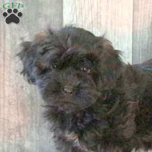 Folly, Shih-Poo Puppy