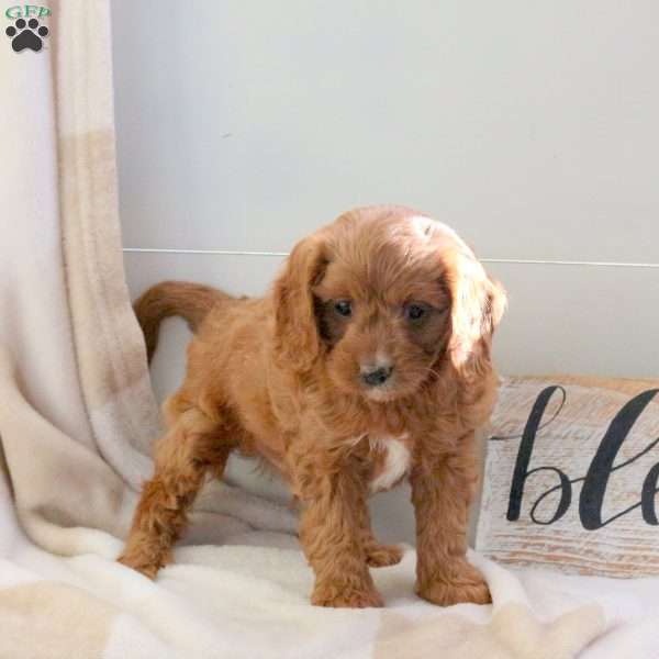 Foster, Cavapoo Puppy