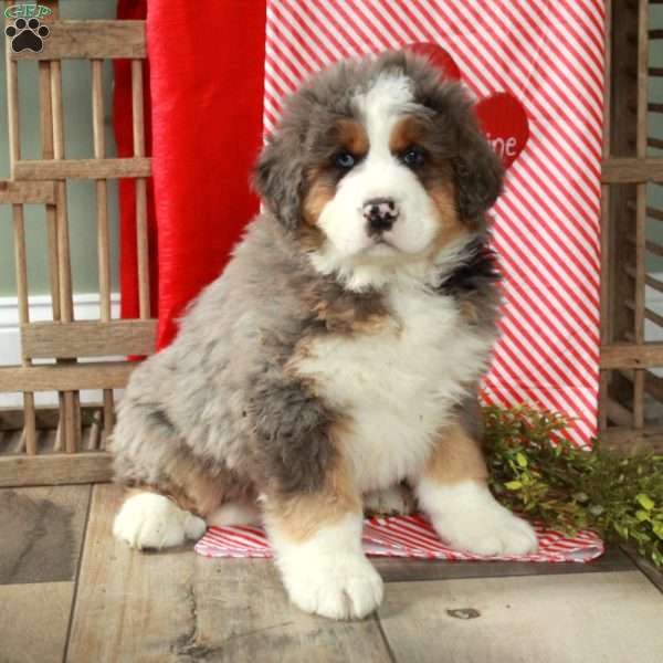 Foster, Bernedoodle Puppy