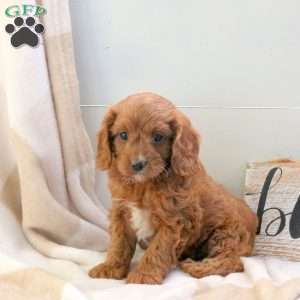 Foster, Cavapoo Puppy