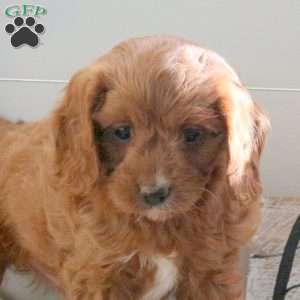 Foster, Cavapoo Puppy